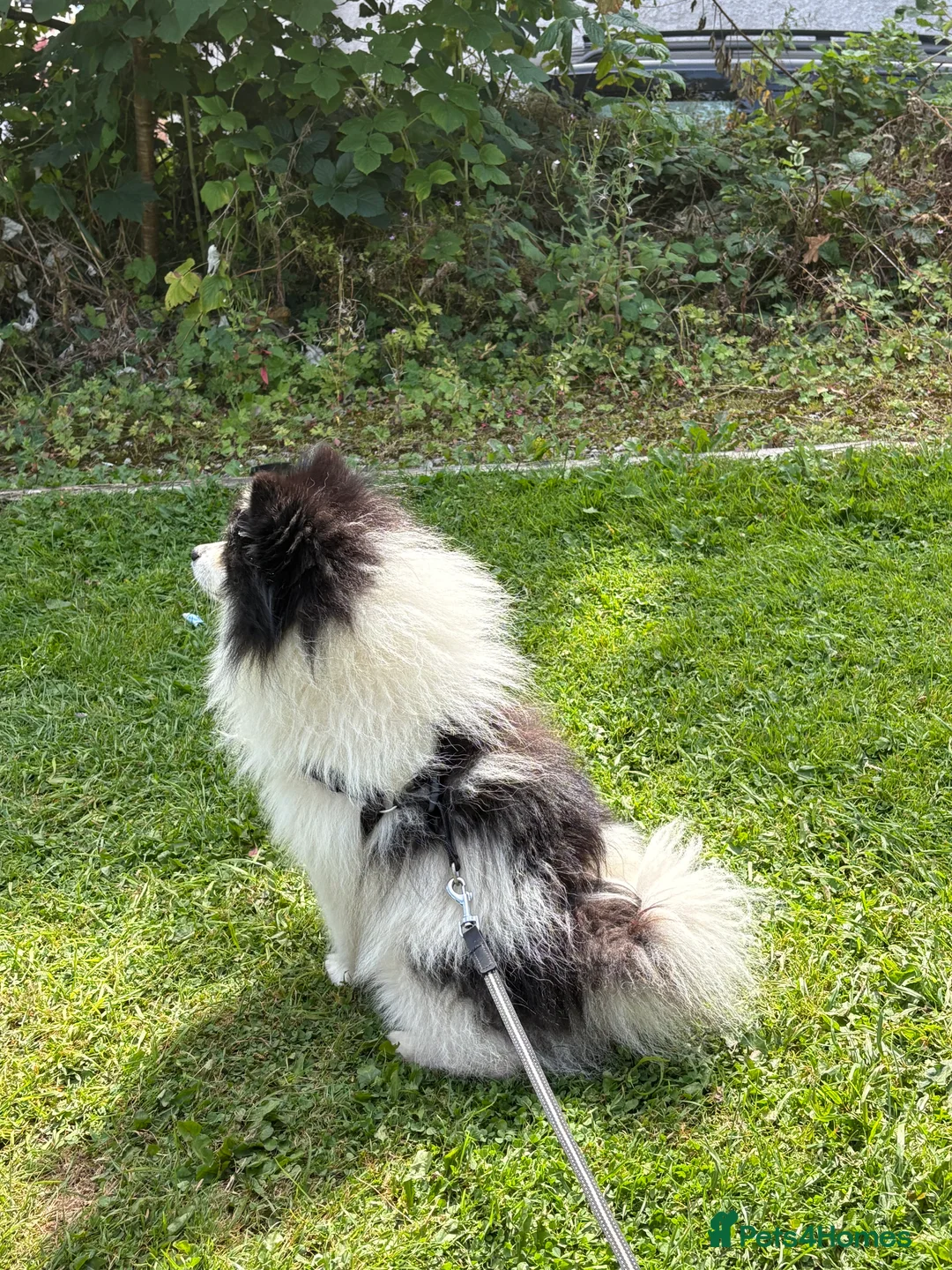 German Spitz dogs for stud: German spitz klein for stud in Woking - Advert 5