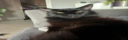 Maine Coon cats for stud: TICA active Black Smoke Boy! - Advert 7