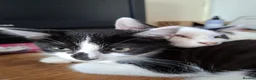 British Shorthair cats for sale: Black and white kittens.  in Colchester - Advert 4