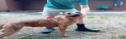 Mixed Breed dogs for sale: Bull whippet pups in Caerphilly - Advert 1