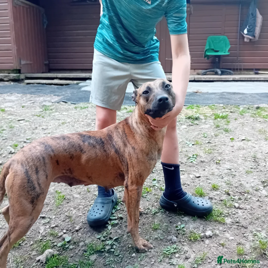 Mixed Breed dogs for sale: Bull whippet pups in Caerphilly - Advert 1