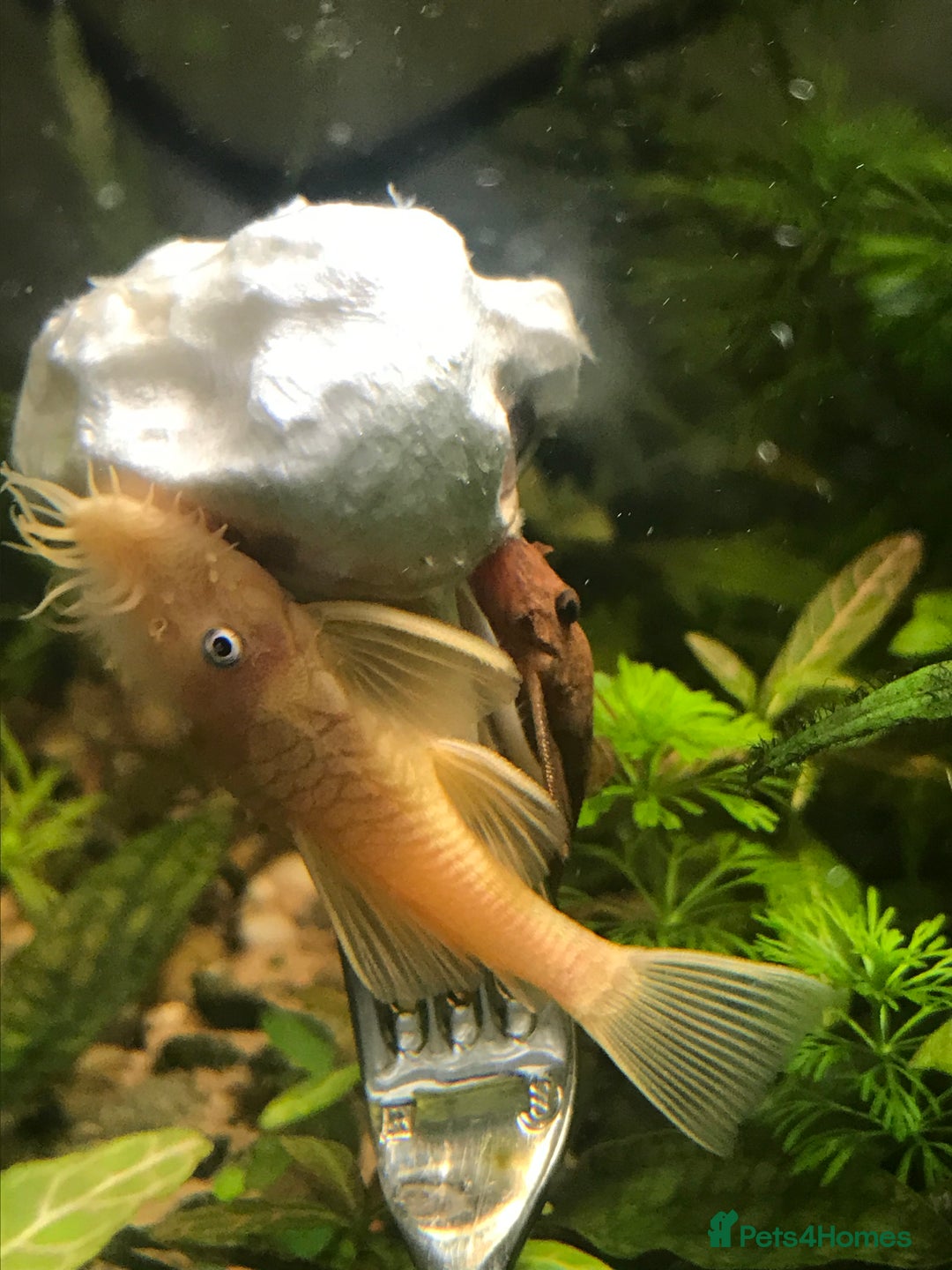 Plecos fish for sale: L144 Blue Eyed Bristlenose Pleco size 3 cm - Image 18