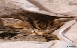 Maine Coon cats for sale: Beautiful Mainecoon X  9 kittens  - Image 31