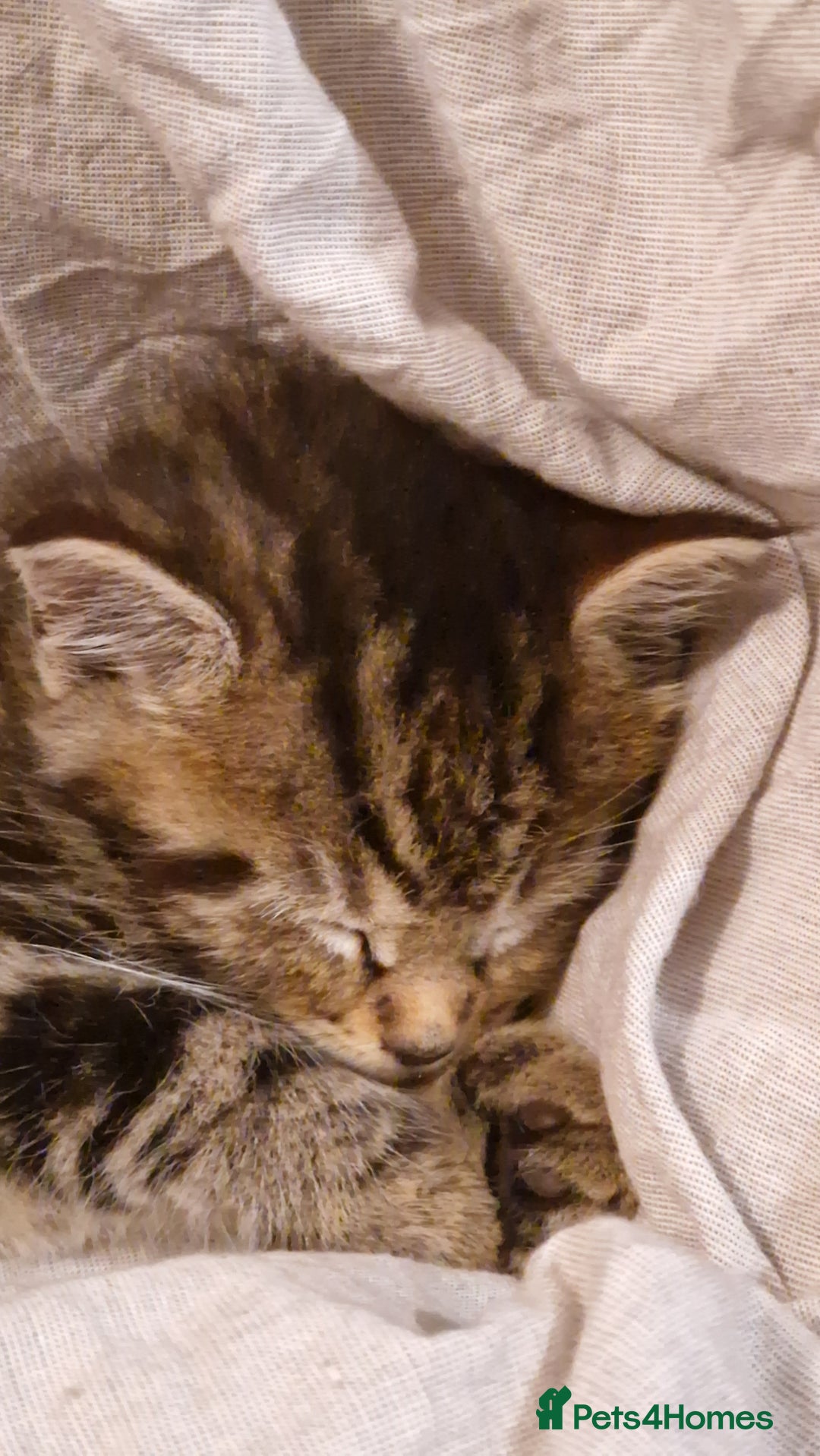 Maine Coon cats for sale: Beautiful Mainecoon X  9 kittens  - Image 31