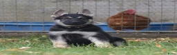 German Shepherd dogs for sale: ⭐ Rare East European Shepherd Puppies UK - Advert 36