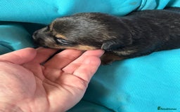 Jack Russell dogs for sale: Trad.working family short legged Jack Russell  - Advert 30