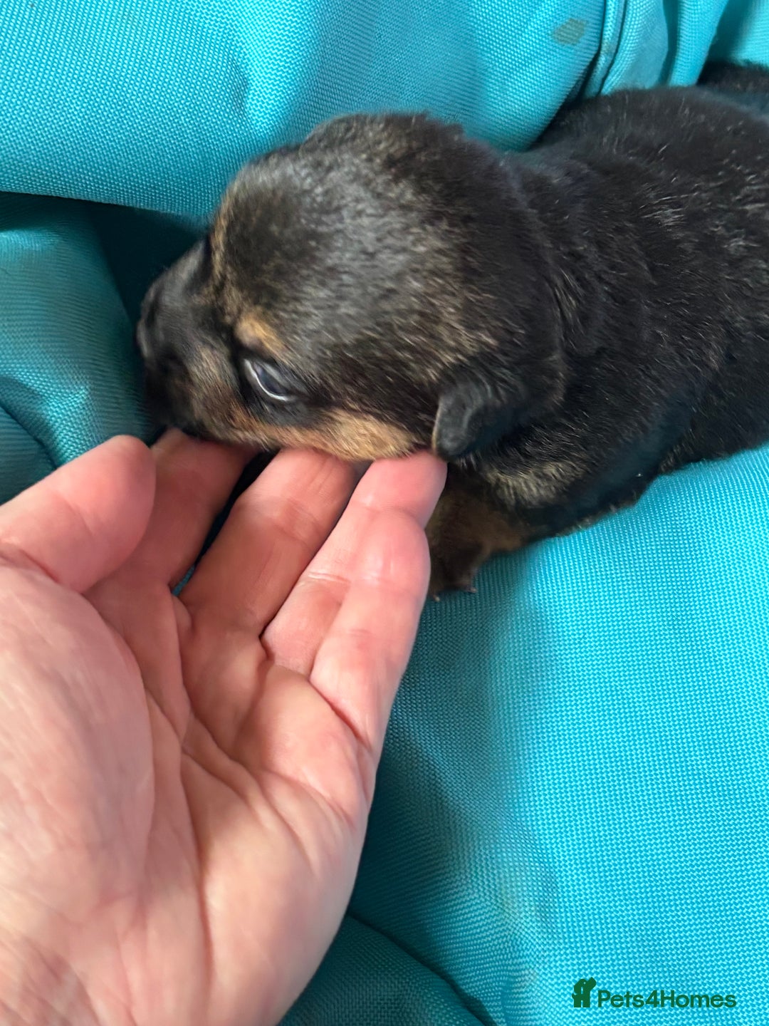 Jack Russell dogs for sale: Trad.working family short legged Jack Russell  - Advert 30