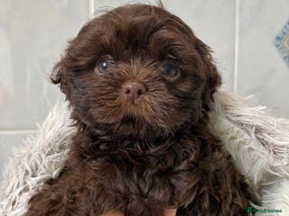 Shih Tzu dogs 💙stunning chocolate shihtzu boys 💙 - Advert 11