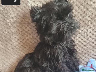 Yorkshire Terrier dogs Yorkshire Terrier - Advert 4