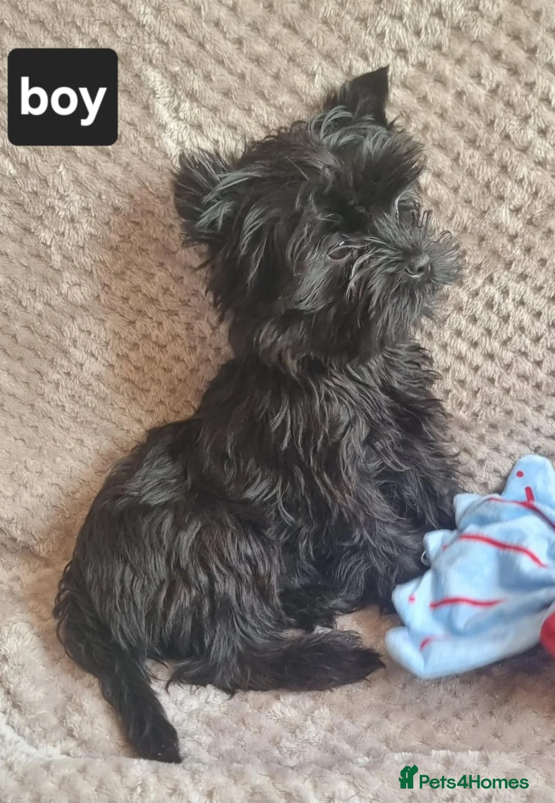 Yorkshire Terrier dogs for sale: Yorkshire Terrier  - Advert 2