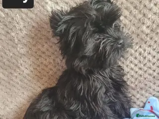 Yorkshire Terrier dogs Yorkshire Terrier - Advert 2