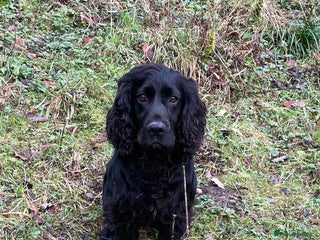 Cocker Spaniel dogs K.C working black cocker dog for stud in Barnard Castle - Advert 15