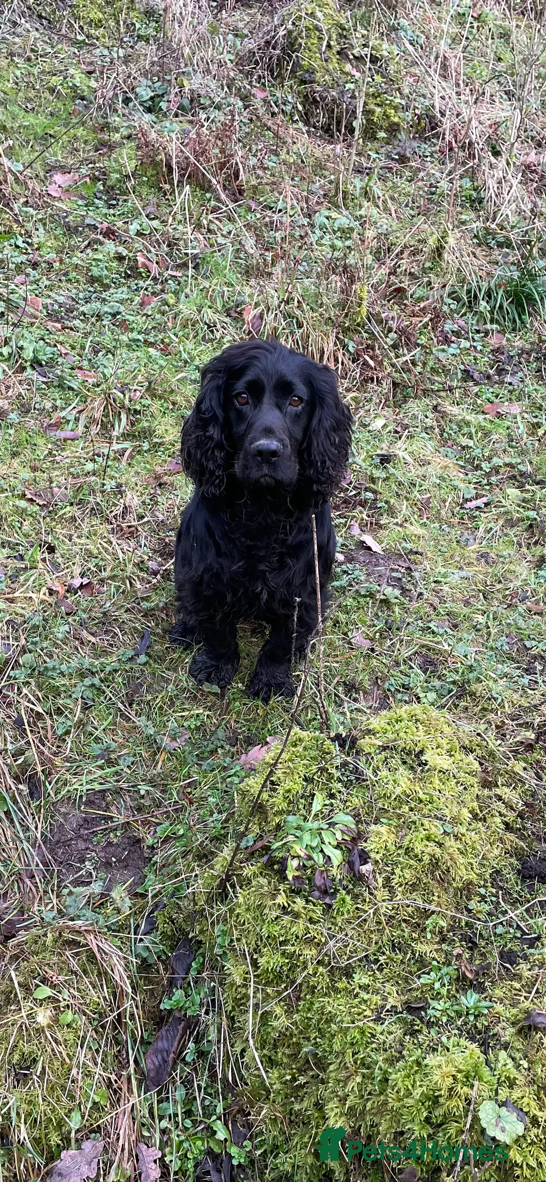 Cocker Spaniel dogs for stud: K.C working black cocker dog for stud in Barnard Castle - Advert 1