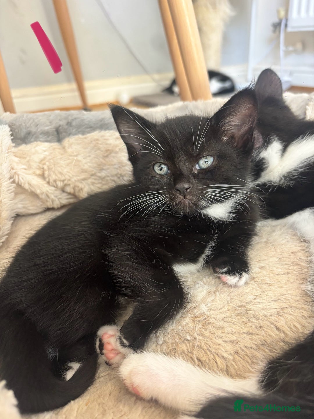Domestic Shorthair cats for sale: Beautiful litter of kittens!  - Image 4