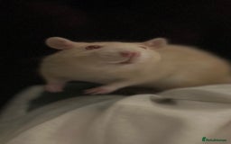 Rat rodents for sale: 2 x female rats for rehoming - Image 5