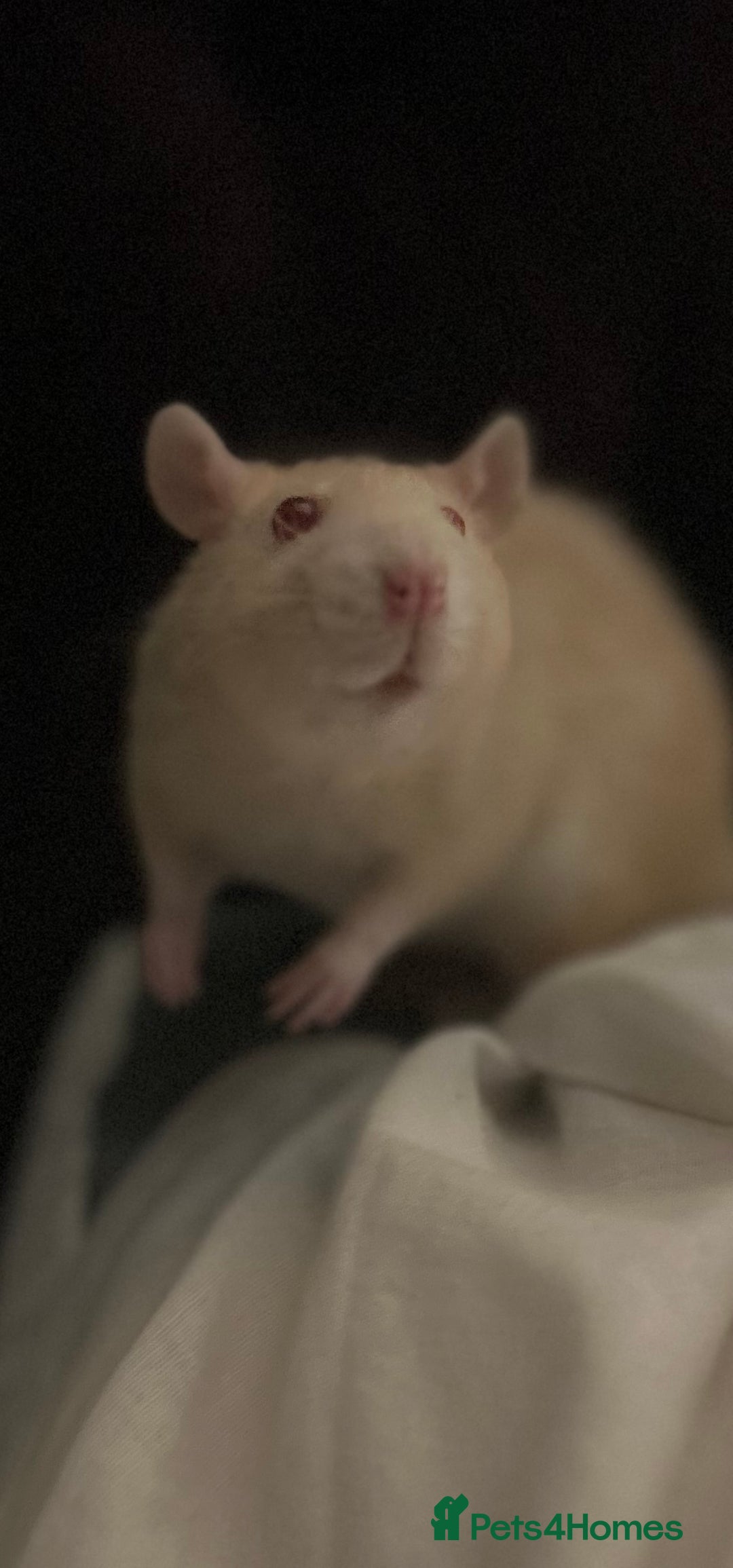 Rat rodents for sale: 2 x female rats for rehoming - Image 5