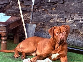 Dogue De Bordeaux dogs STUD Dogue de Bordeaux - Advert 11