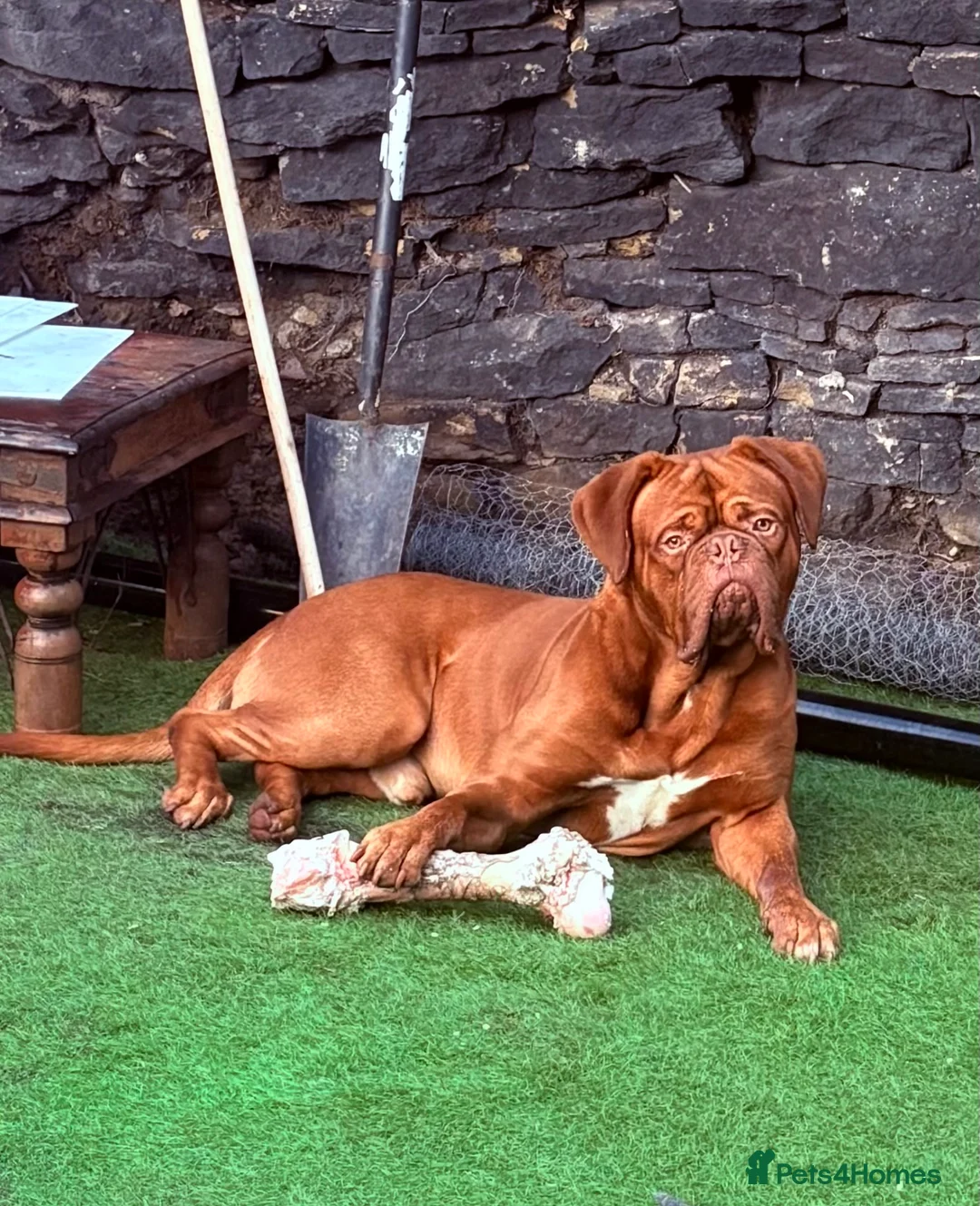 Dogue De Bordeaux dogs for stud: STUD Dogue de Bordeaux  - Advert 1