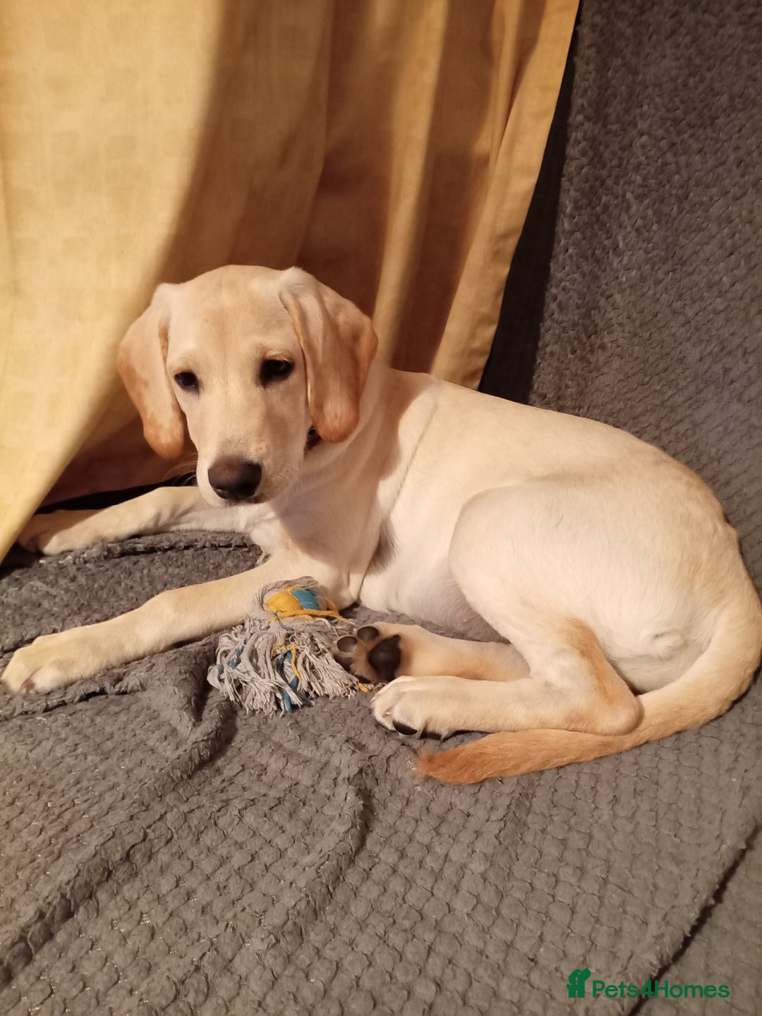 Labrador Retriever dogs for sale: Female labrador retriever  - Advert 2