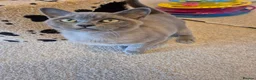 Burmese cats for sale: Gorgeous Pedigree Blue Female Burmese Kitten - Advert 9