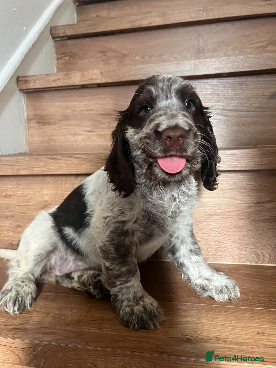 Cocker Spaniel dogs for sale: Beautiful Show type cocker spaniel puppies  - Advert 9