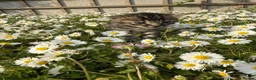 Bengal cats for sale: Half Bengal kittens - Advert 2