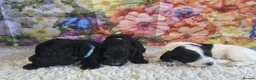 Sproodle dogs for sale: 🐶 Beautiful Sproodle Puppies For Sale 🐶 - Advert 16