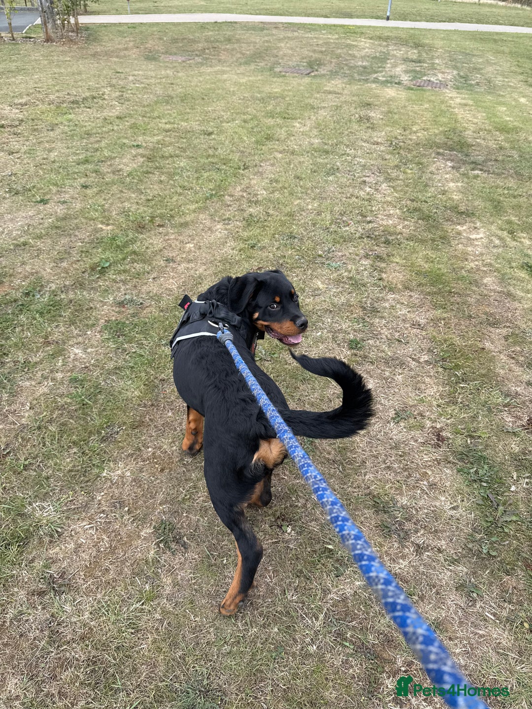 Rottweiler dogs for sale: Rottweiler pup for rehome - Advert 14