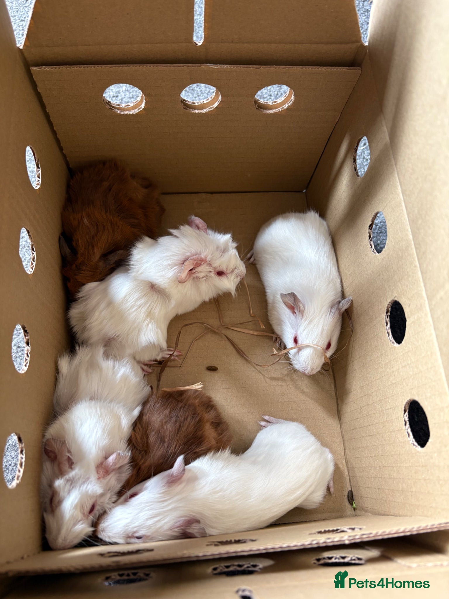 Guinea Pig rodents for sale: 6 male Guinea pigs  in Wallsend - Advert 2