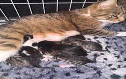British Shorthair cats for sale: *** Absolutely Stunning Babies**** - Image 7