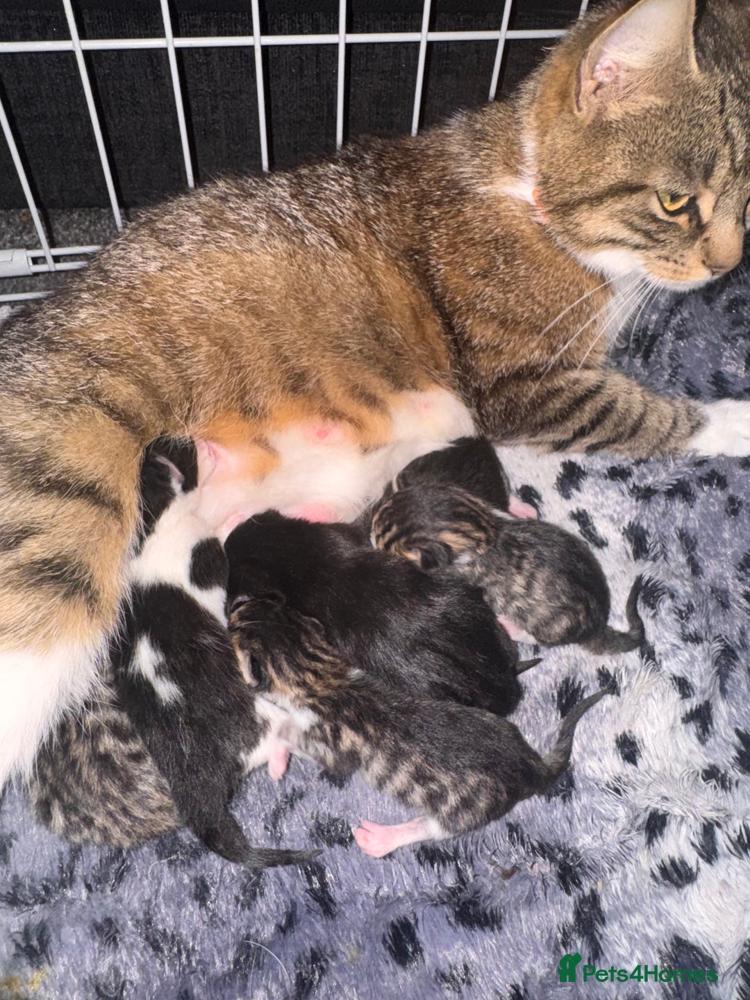 British Shorthair cats for sale: *** Absolutely Stunning Babies**** - Image 7