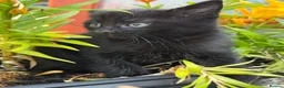 Mixed Breed cats for sale: Kittens 🐈‍⬛  - Advert 4