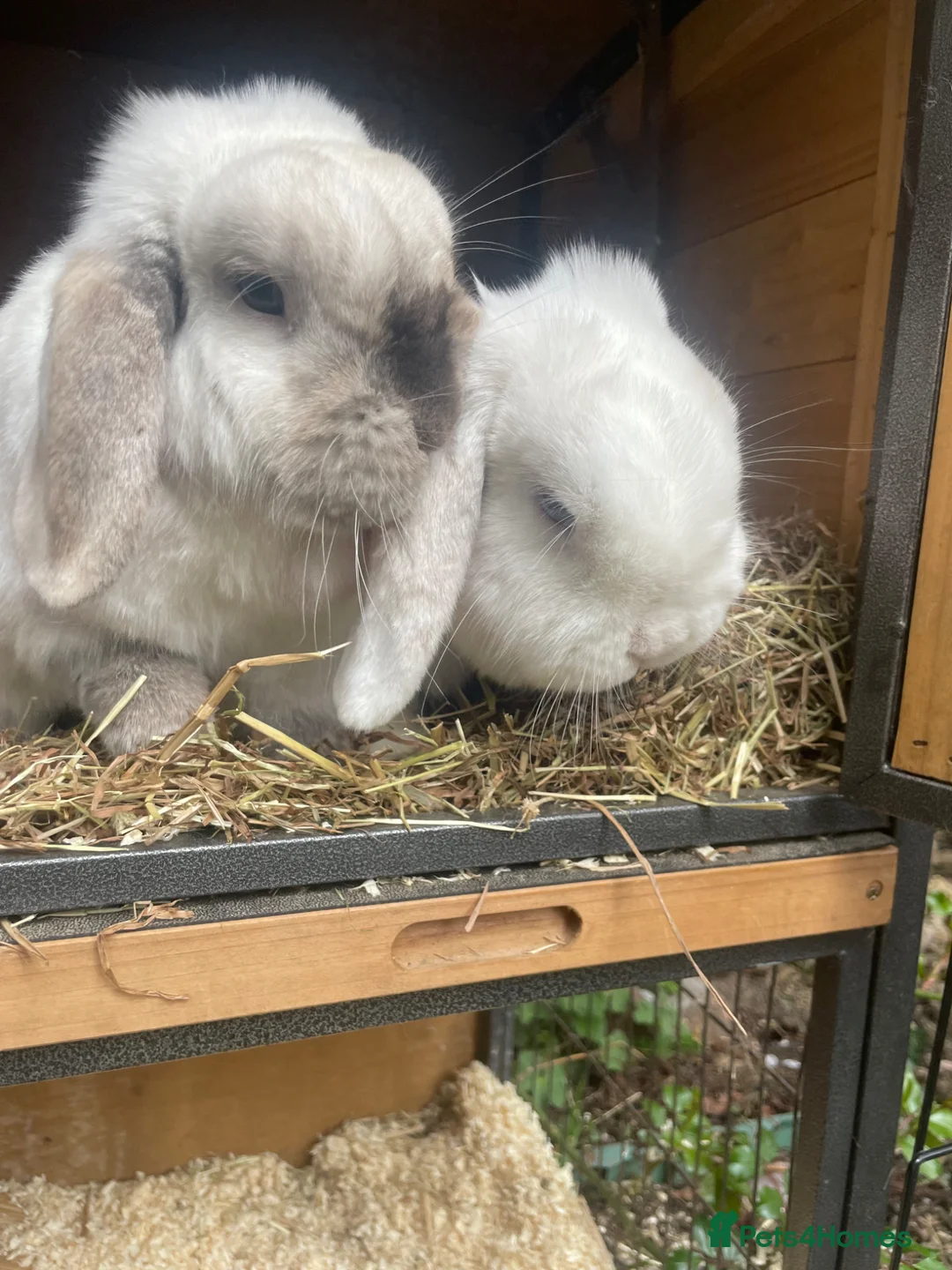Mini Lop rabbits for sale: Male and female Rabbits in Alfreton - Advert 1