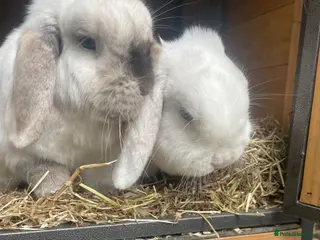 Mini Lop rabbits Male and female Rabbits - Advert 1