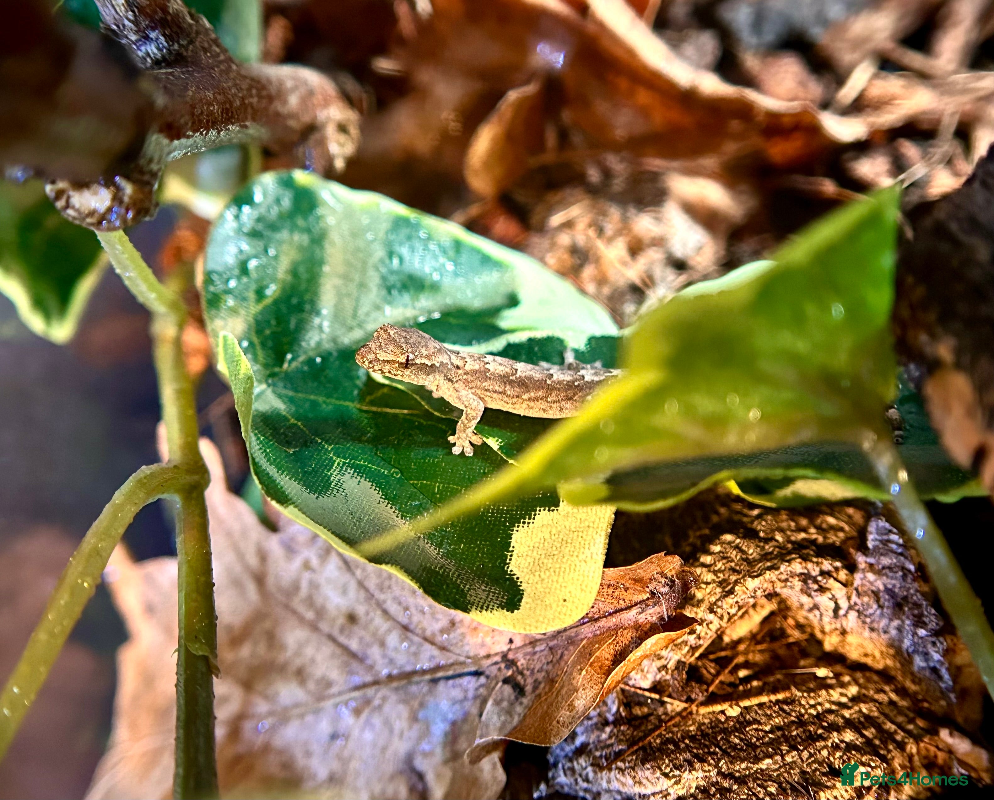 Gecko reptiles Baby mourning geckos for sale  - Advert 9