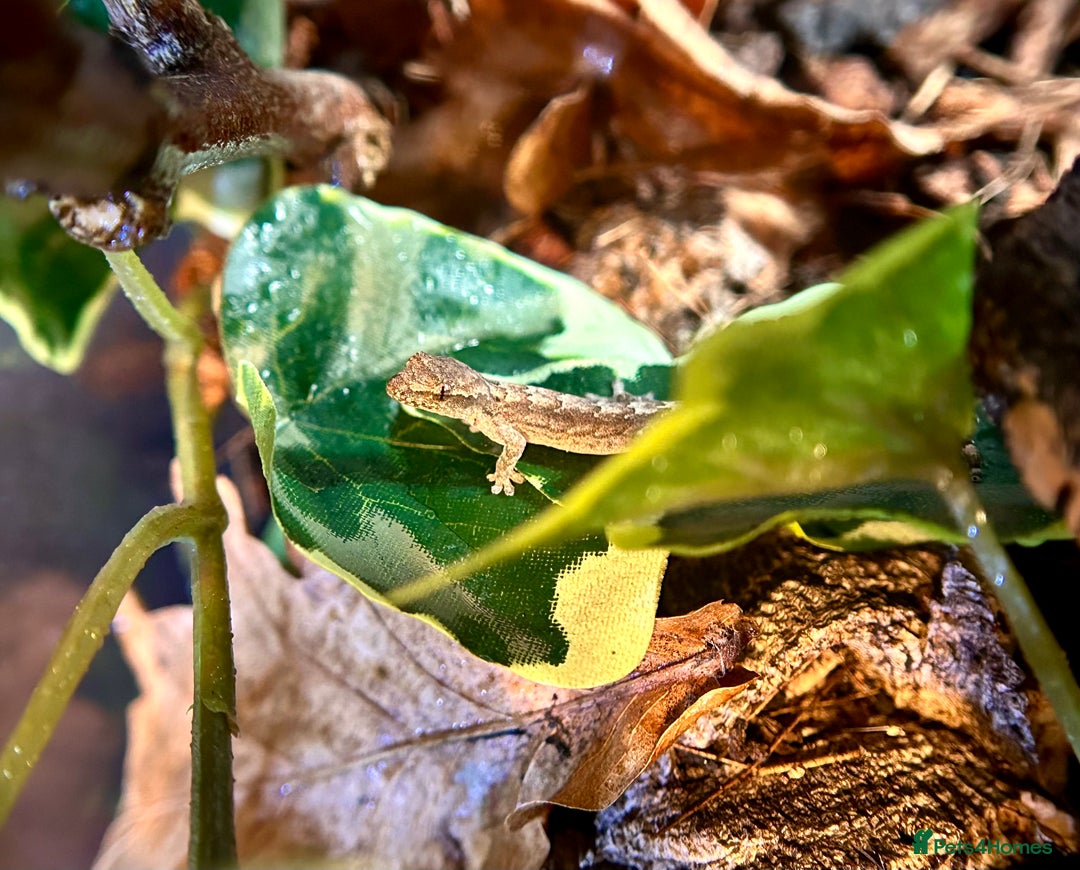 Gecko reptiles for sale: Baby mourning geckos for sale  - Advert 1