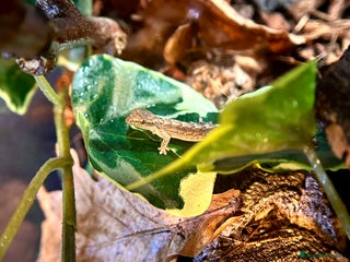 Gecko reptiles Baby mourning geckos for sale - Advert 1