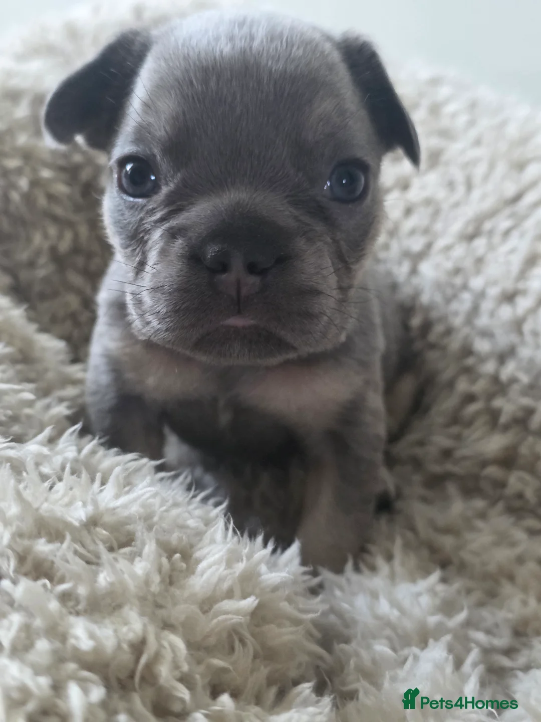French Bulldog dogs for sale: French Bulldog (4 visual Fluffys) - Advert 18