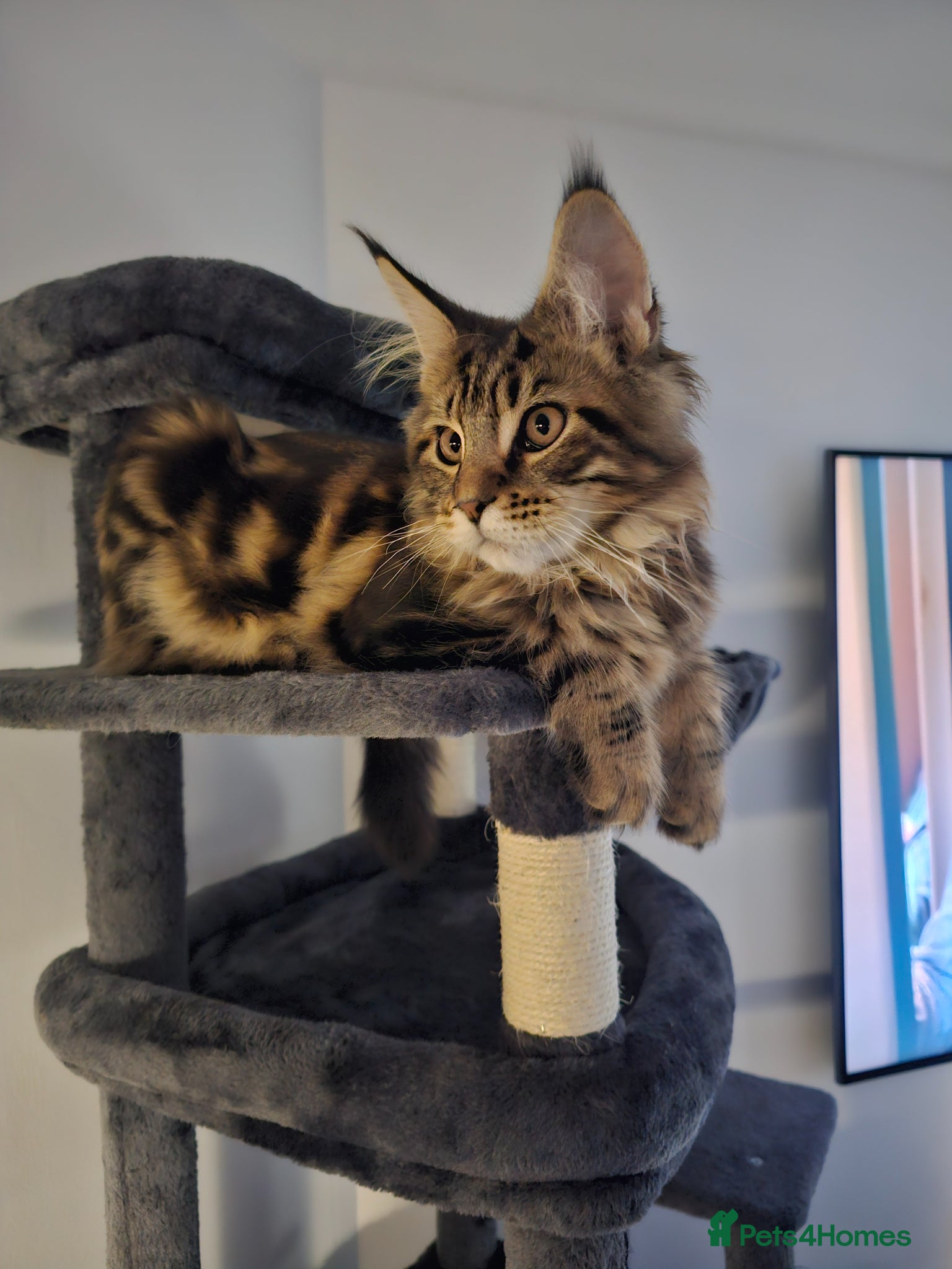 Maine Coon cats 6 MONTH MAINE COON TABBY BOY FOR SALE - Advert 1