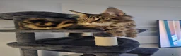 Maine Coon cats for sale: 6 MONTH MAINE COON TABBY BOY FOR SALE - Advert 1