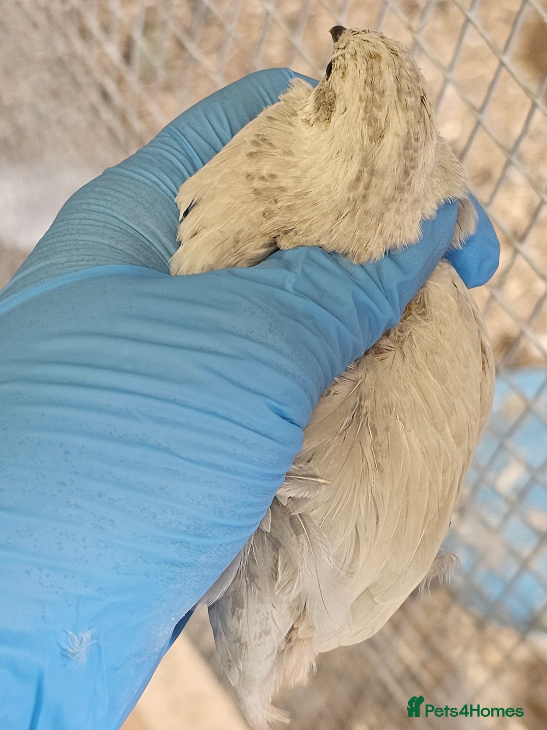 Quail poultry for sale:  Silver Red-Breasted Button Quail  - Image 6