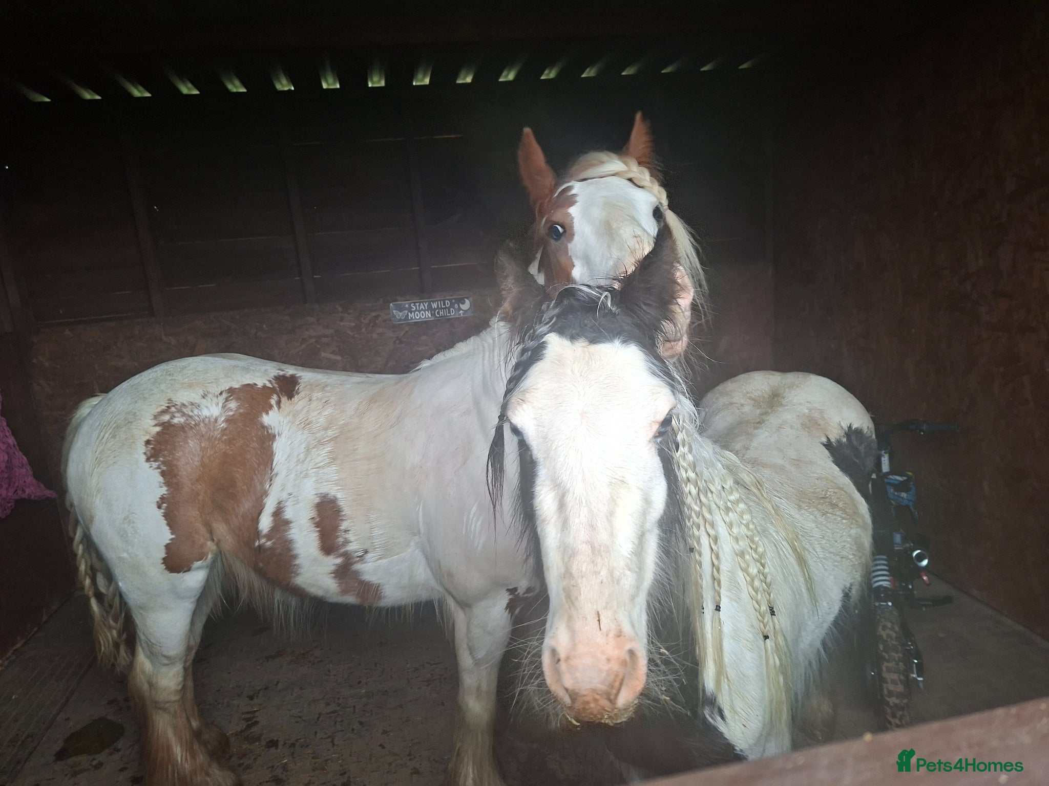 Irish Cob horses Mini cob - Advert 1