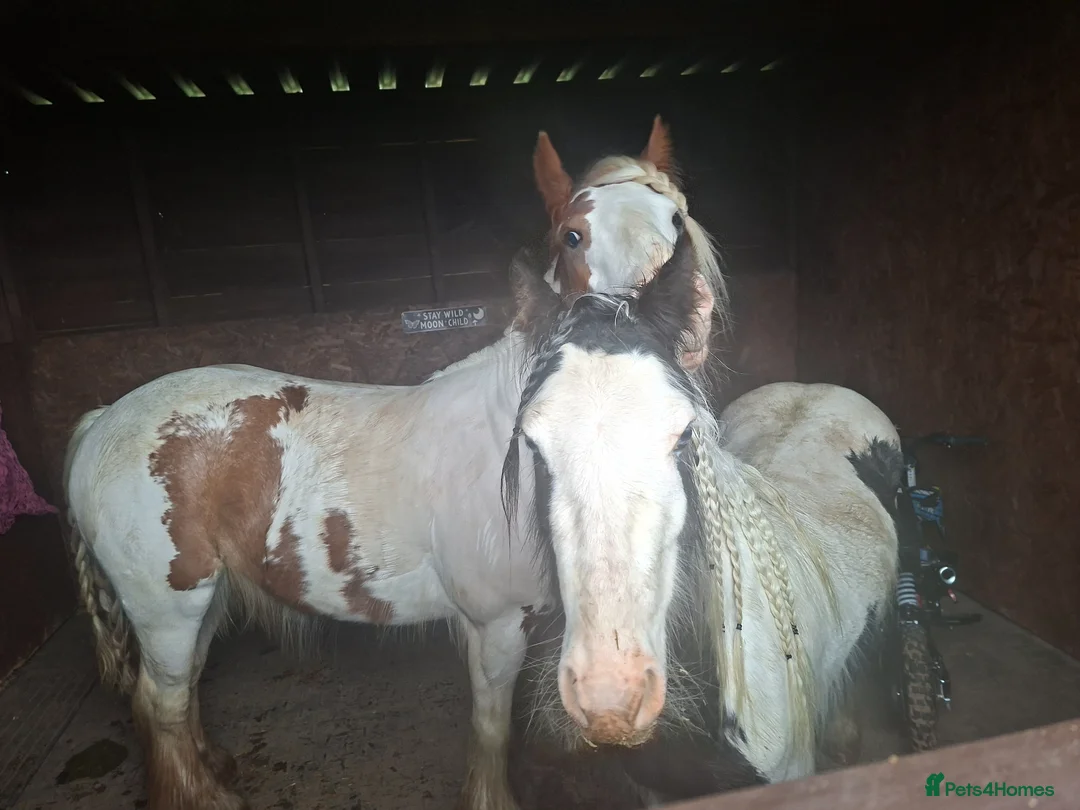 Irish Cob horses for sale: Mini cob - Advert 1