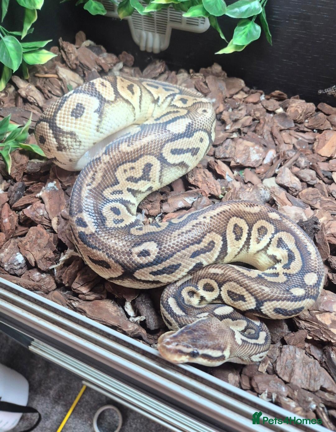 Python Snake reptiles Male Ball Python.  - Advert 2