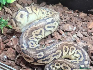 Python Snake reptiles Male Ball Python. - Advert 2