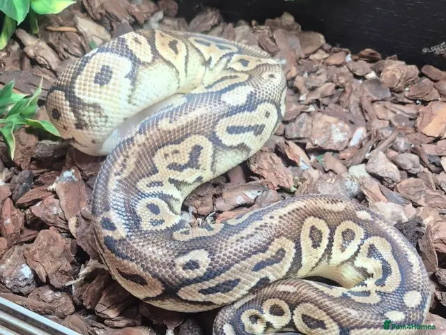 Python Snake reptiles Male Ball Python. - Advert 2