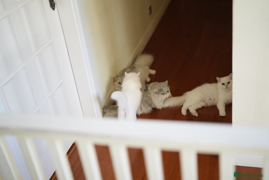 Persian cats for sale: Lovely Persian boy-- SHY - Advert 3