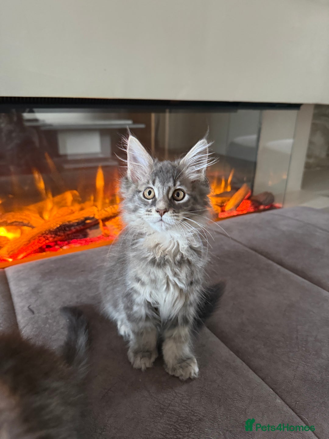 Maine Coon cats for sale: XL Russian Cubs 🇷🇺 ❤️ - Image 14