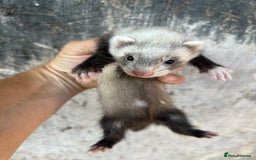 Ferret rodents for sale: Ferret kits  - Image 6