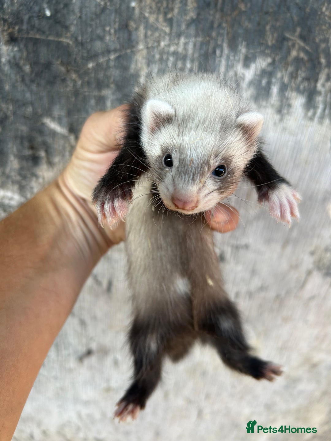 Ferret rodents for sale: Ferret kits  - Image 6